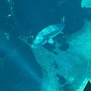 Meet your Posher, Selma